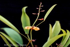 Tephrosia calophylla